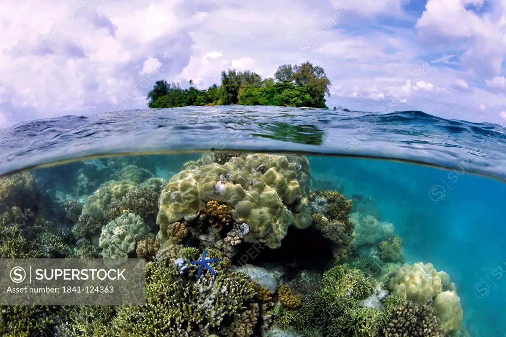 Hard corals, seastar and Lissenung Island, Papua New Guinea