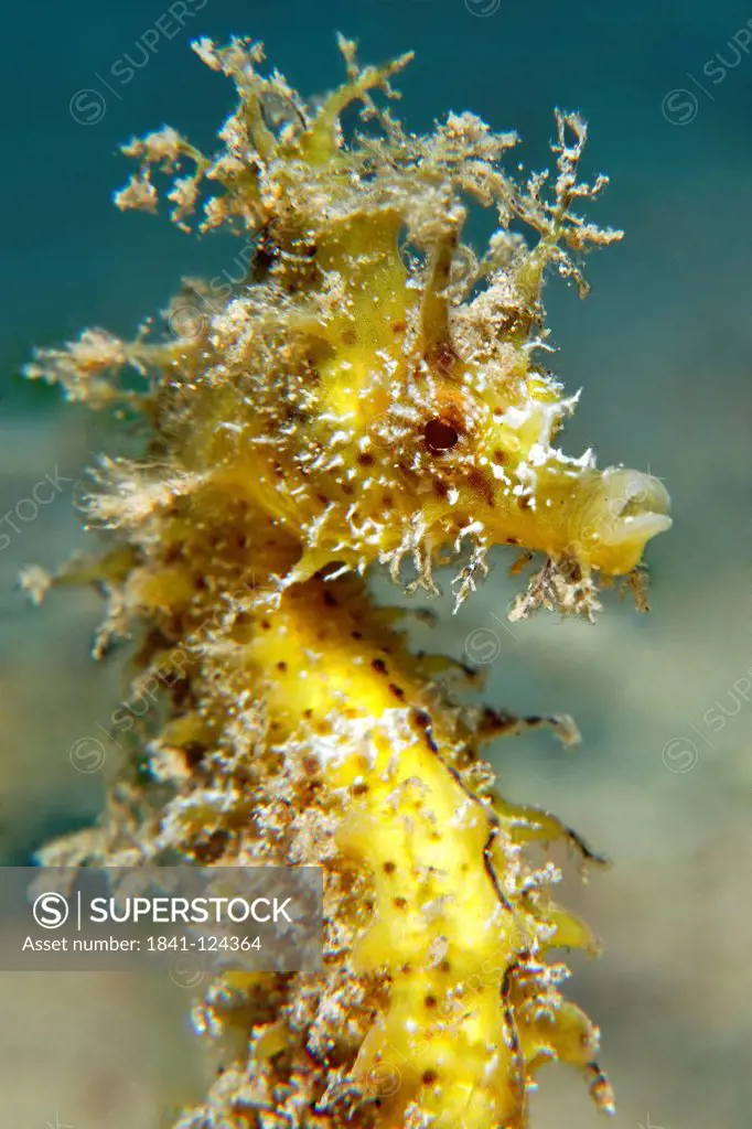 Long_snouted seahorse Hippocampus guttulatus, Gozo, Mediterranean Sea, Malta, underwater shot