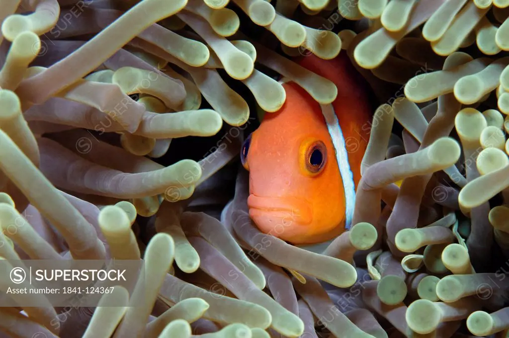 Maldive anemonefish Amphiprion nigripes hiding in an anemone at Baa Atoll, Maldives, underwater shot