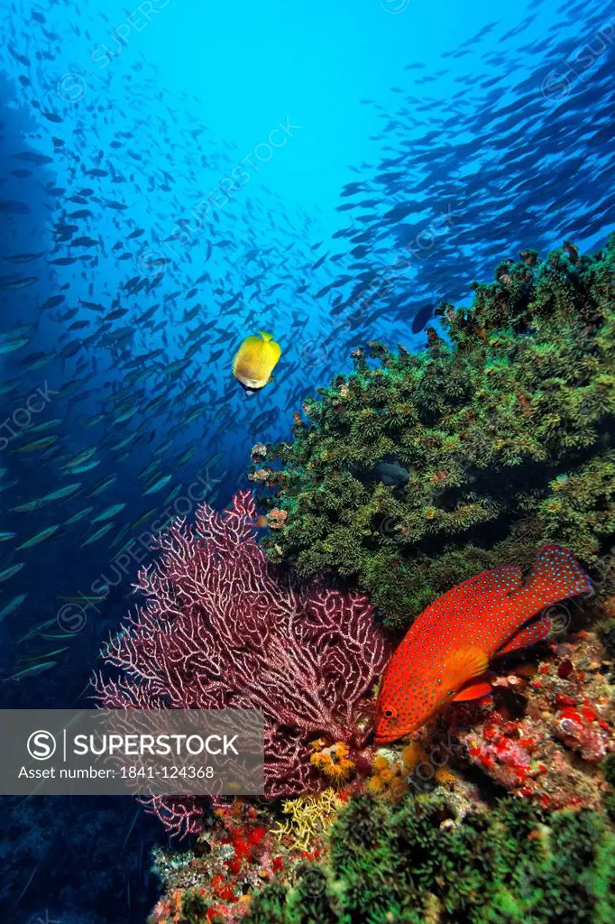 Coral Hind Cephalopholis miniata and Oriental Butterflyfish Chaetodon auripes at corals at Baa Atoll, Maldives, underwater shot
