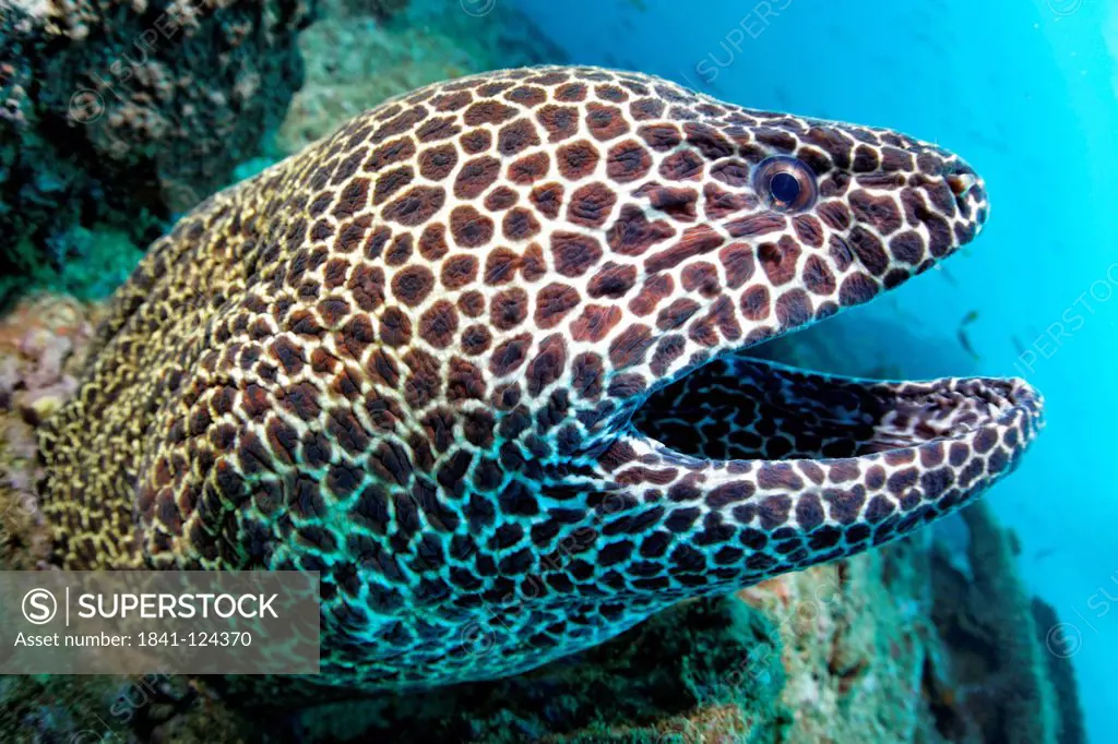 Laced moray Gymnothorax favagineus, Mirbat, Oman, Indian Ocean, underwater shot
