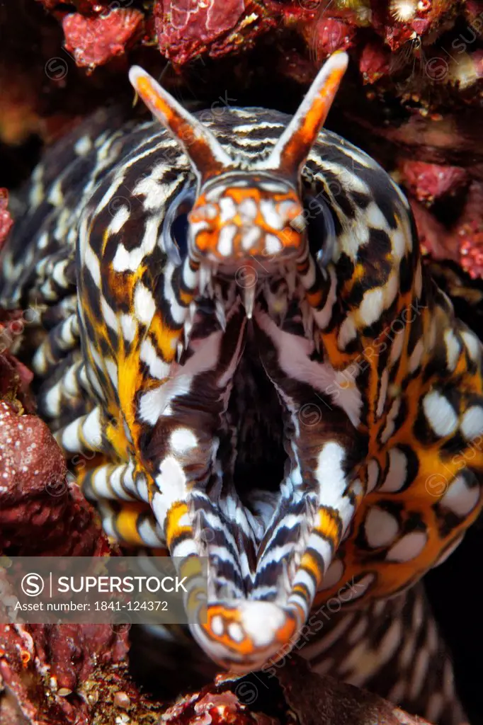 Leopard moray eel Enchelycore pardalis, Mirbat, Oman, Indian Ocean, underwater shot