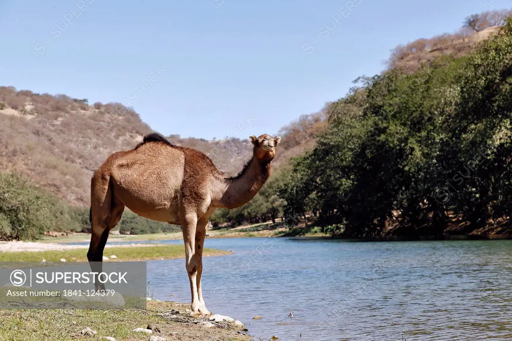Dromadar standing at river in the Wadi Derbat, Oman