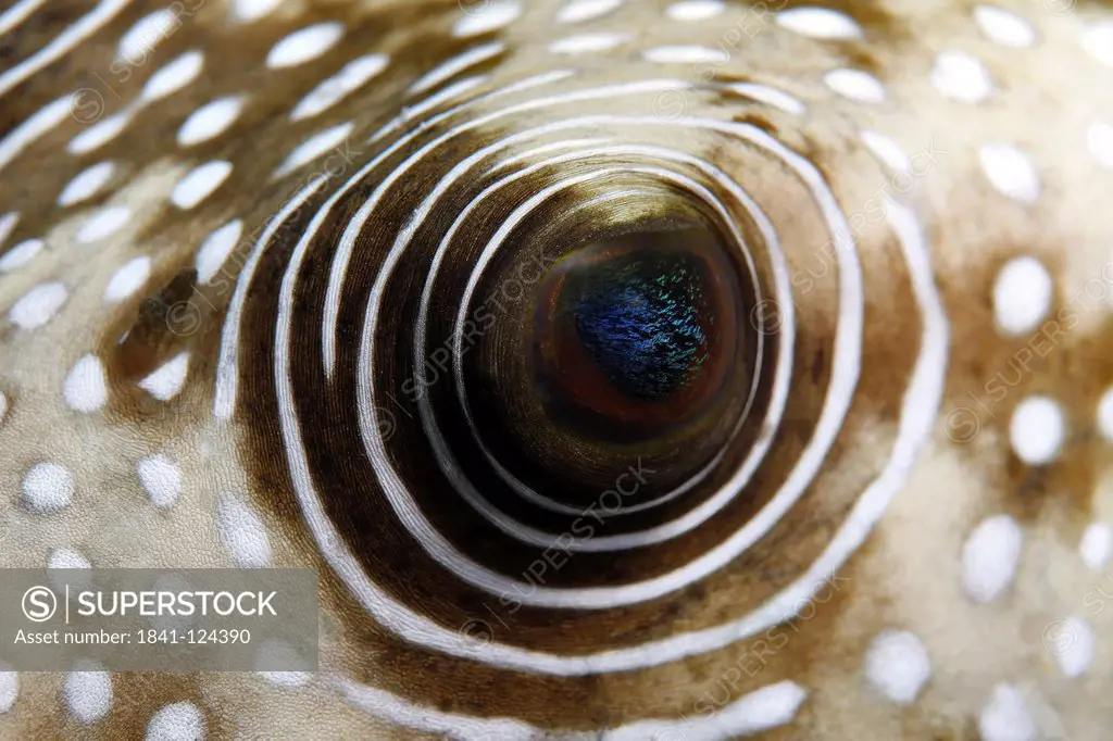 Eye of a White_spotted puffer fish, Arothron hispidus, near Marsa Alam, Egypt, Red Sea, underwater shot