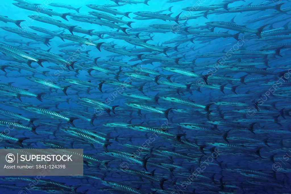 School of barracudas Sphyraena idiastes, near Isla Coiba, Panama, Pacific Ocean, underwater shot