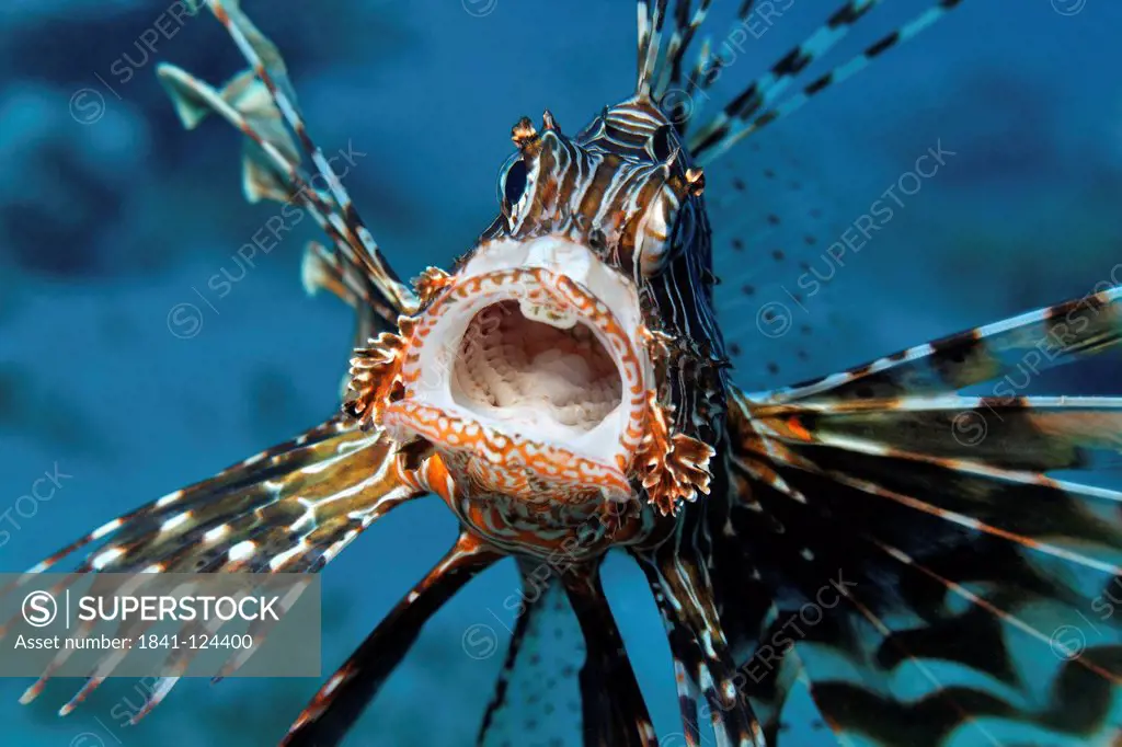 Red lionfish Pterois volitans, Eilat, Israel, Red Sea, underwater shot