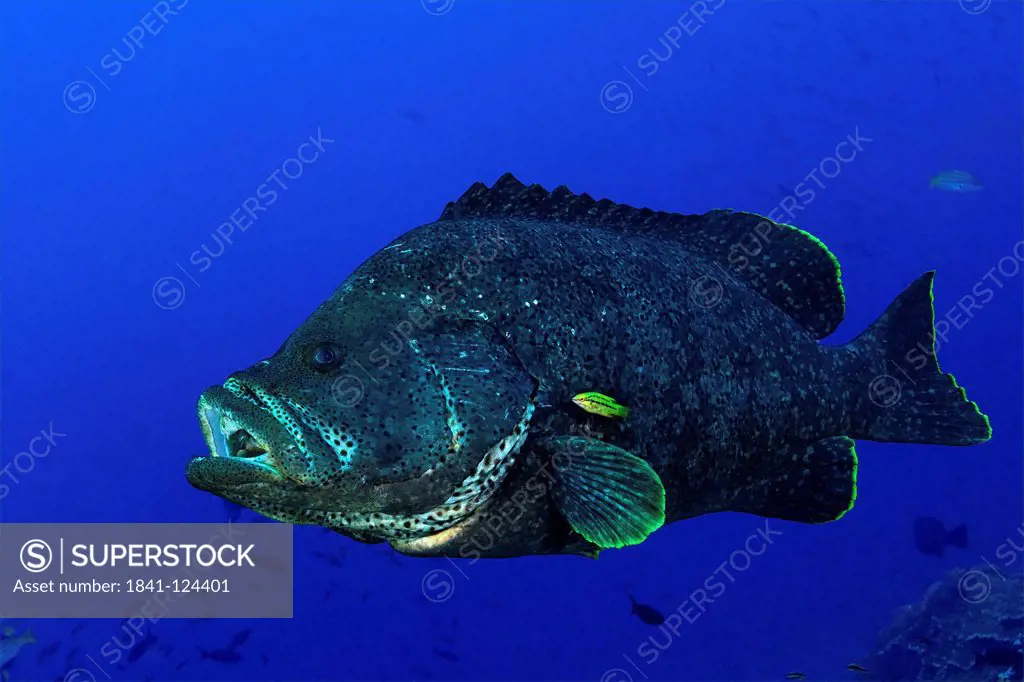 Leather bass Dermatolepis dermatolepis at a cleaning station, Malpelo Island, Columbia, Pacific Ocean, underwater shot