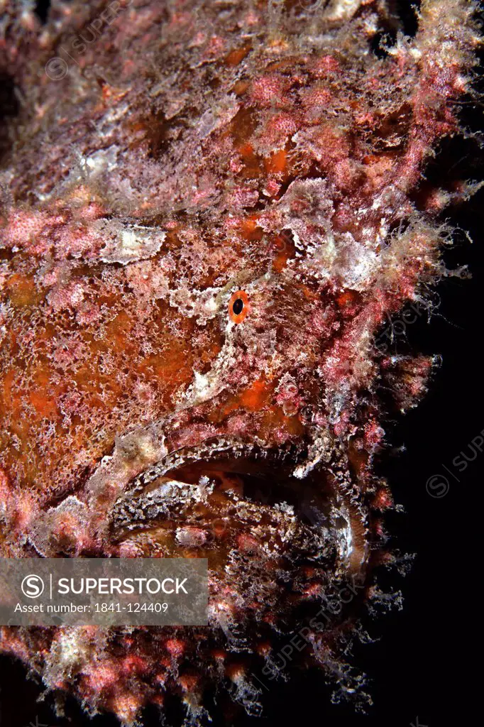 Commerson´s Frogfish Antennarius commersoni, Eilat, Israel, Red Sea, underwater shot