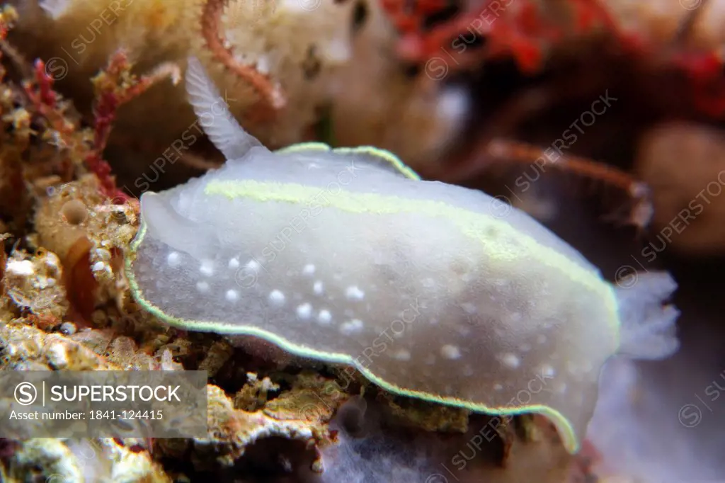 Sea slug Cadlina willani, North Island, New Zealand, Pacific Ocean, underwater shot