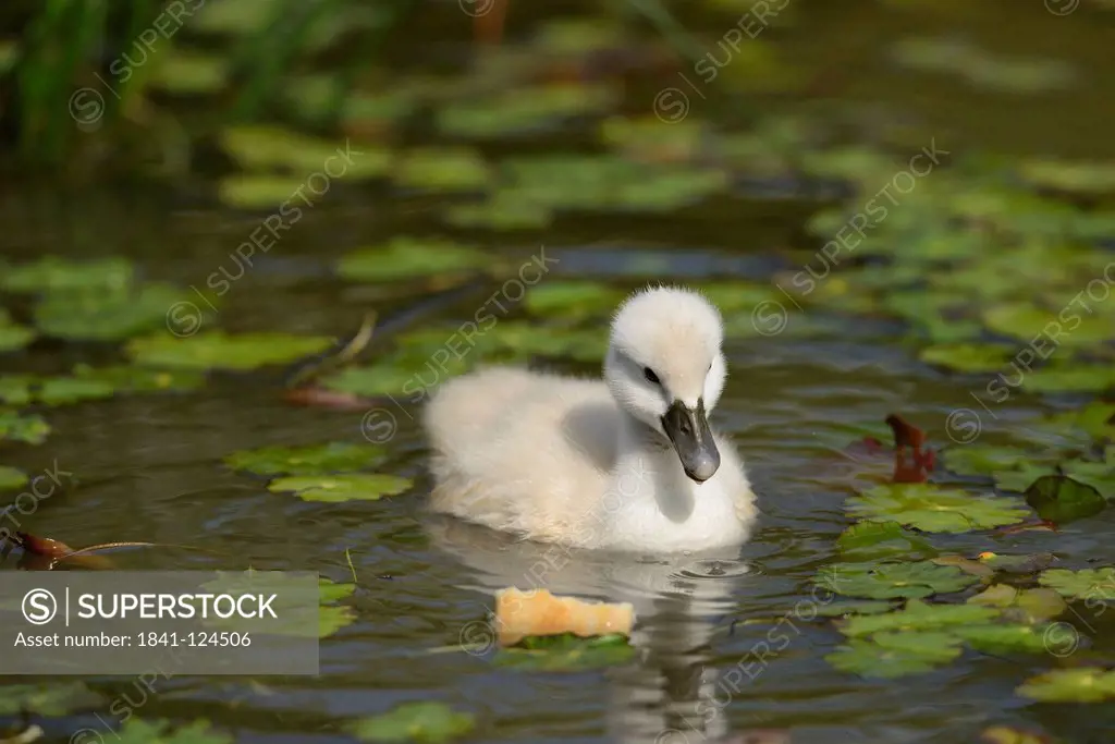 Mute Swan chick Cygnus olor floating on water