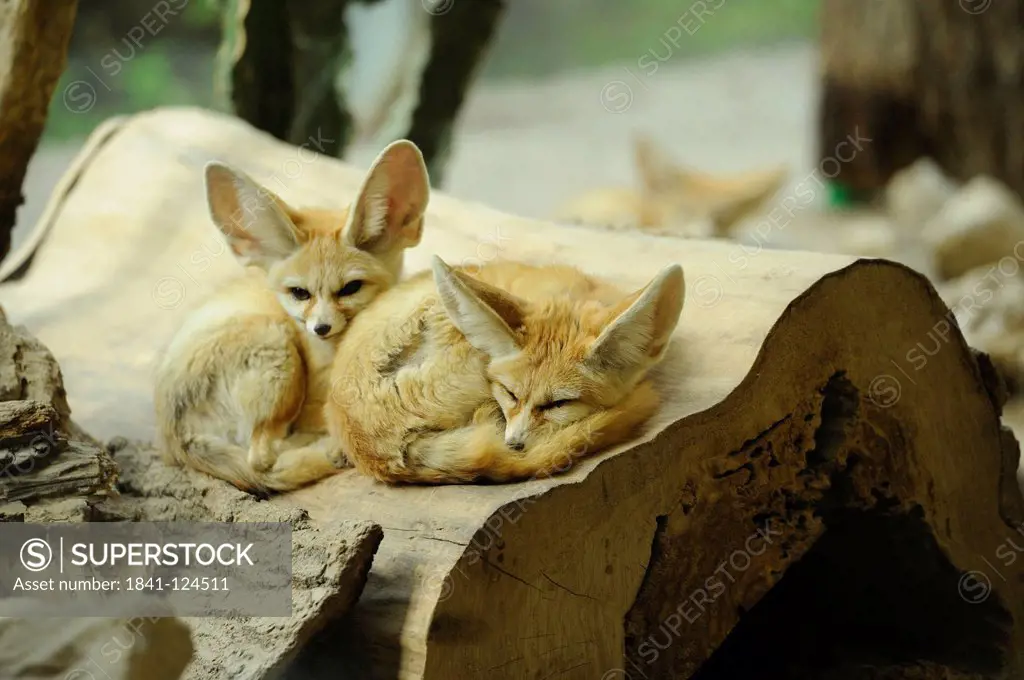 Two Fennec foxes in Augsburg Zoo, Bavaria, Germany