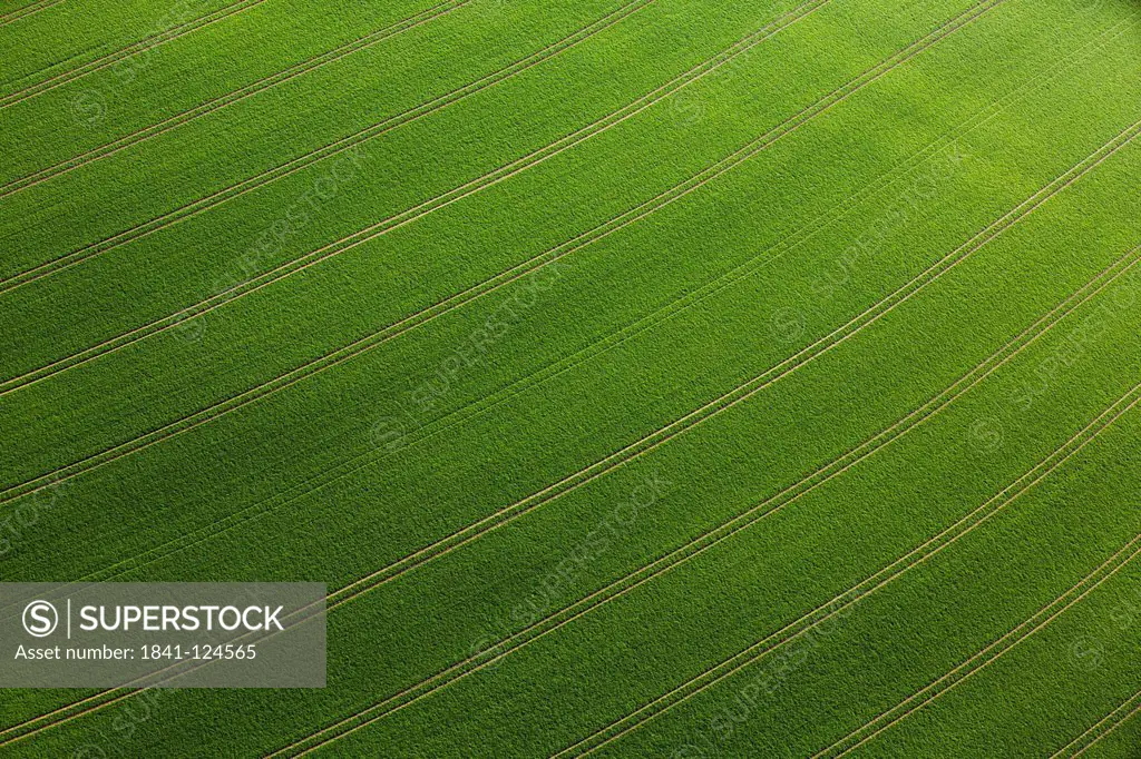 Tire tracks in cornfield, aerial photo