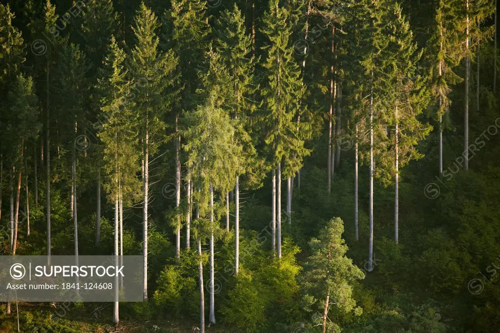 Conifer forest near Sigmaringen, Baden_Wuerttemberg, Germany, aerial photo