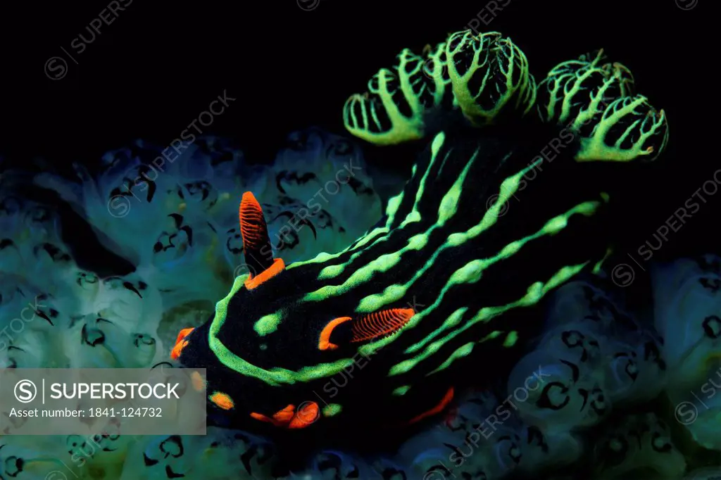 Variable neon slug Nembrotha kubaryana on sea squirts, near Dumaguete, Dauin, Philippines, Pacific Ocean, underwater shot