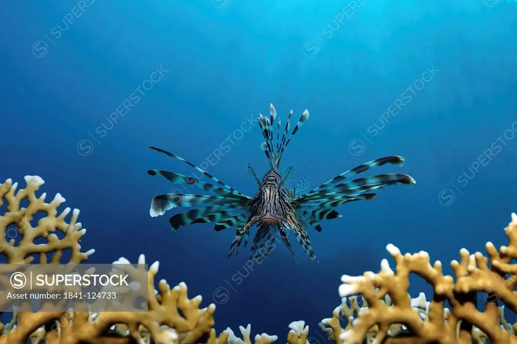 Red lionfish Pterois volitans over fire corals, near Marsa Alam, Egypt, Red Sea, underwater shot