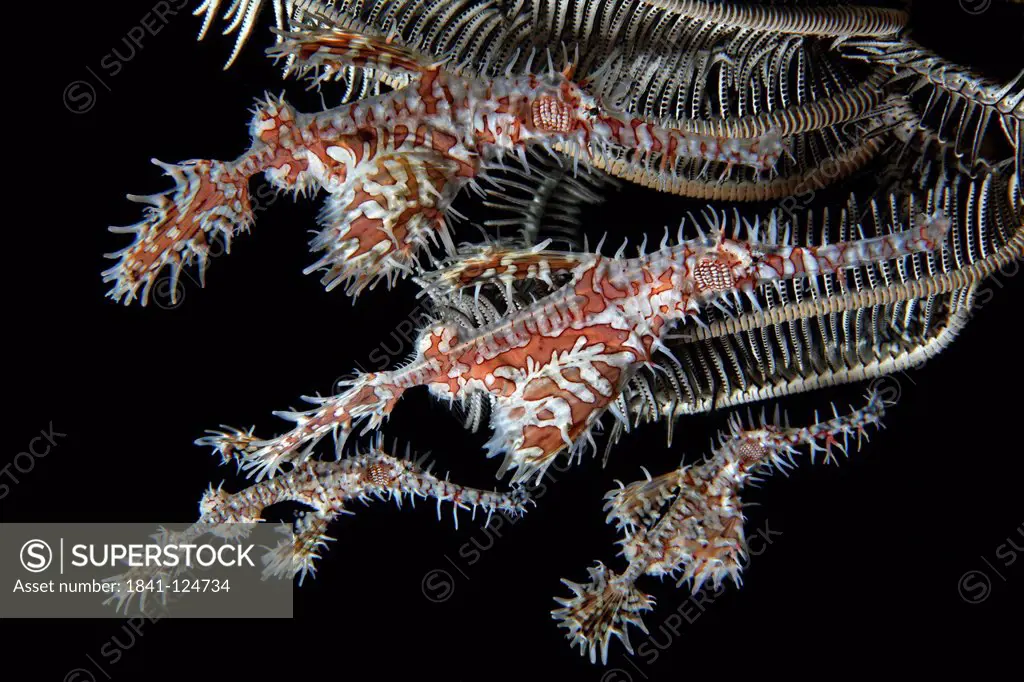 Four Harlequin ghost pipe fish Solenostomus paradoxus at coral, near Dumaguete, Dauin, Philippines, Pacific Ocean, underwater shot