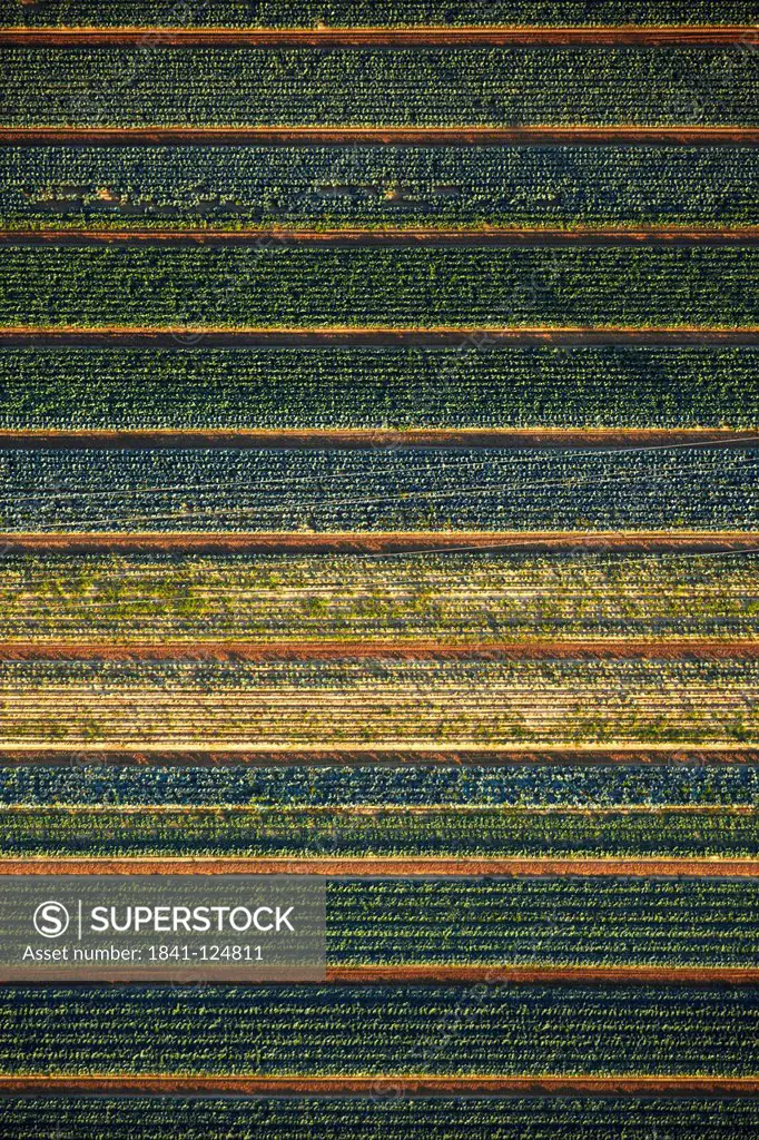 Vegetable fields with different sorts of cabbage, aerial photo