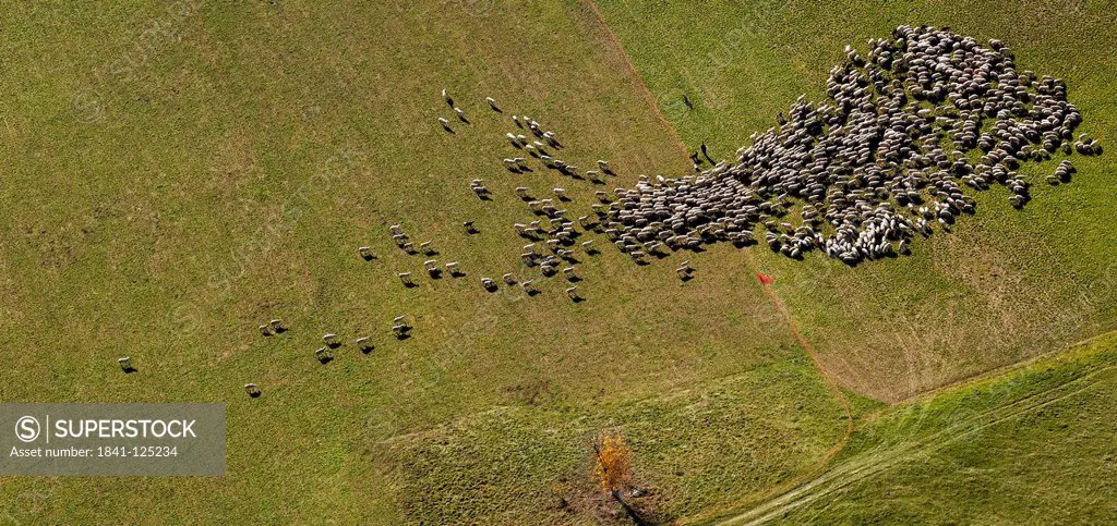 Flock of sheep on pasture, aerial photo