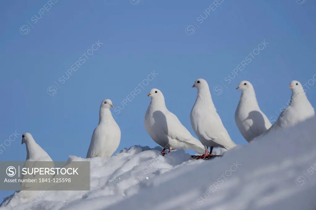 White doves in snow, Bavaria, Germany, Europe