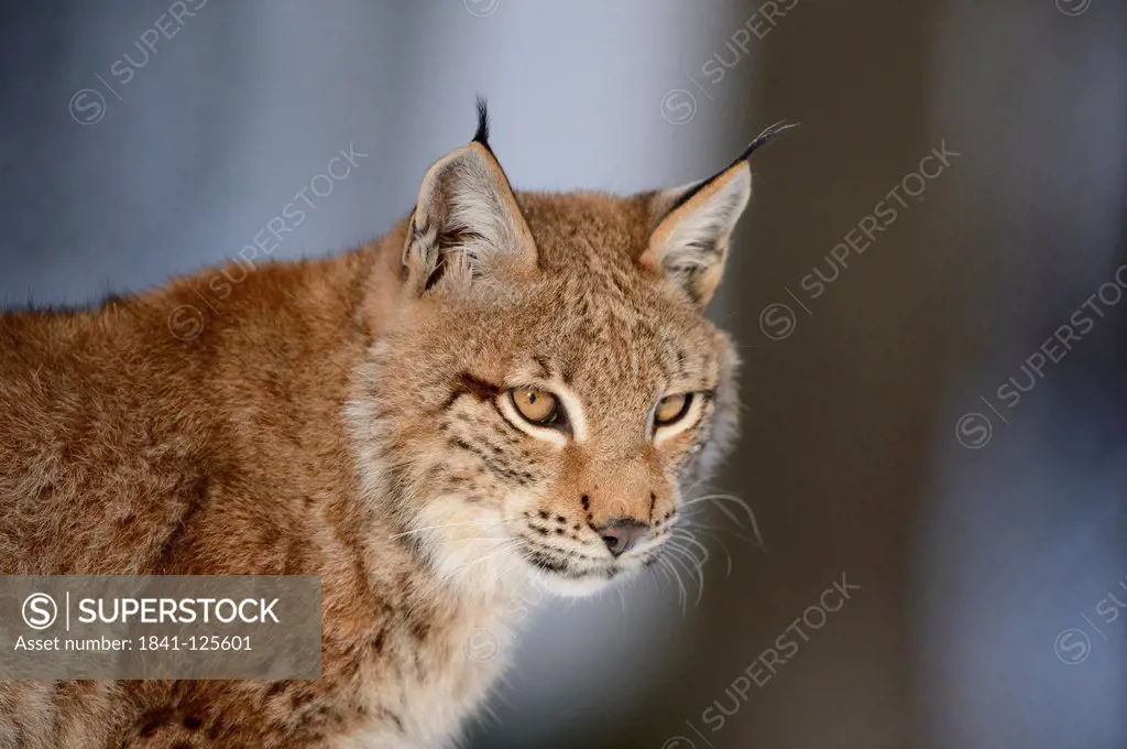 Lynx, lynx lynx, Bavaria, Germany, Europe