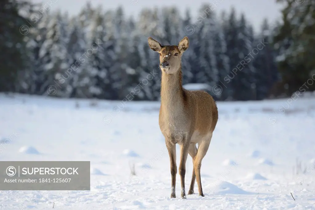 Red deer, Cervus elaphus, in snow