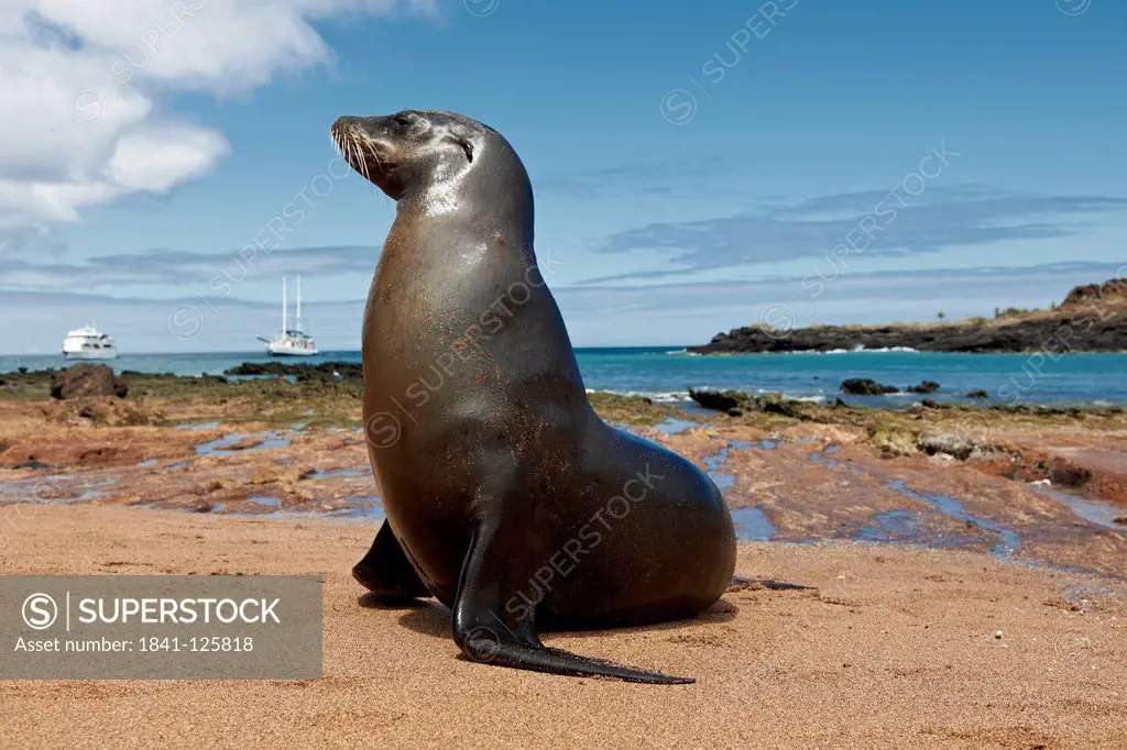 Galapagos sea lion, Zalophus wollebaeki, Bartolome Island, Galapagos Islands, Ecuador, South America, America