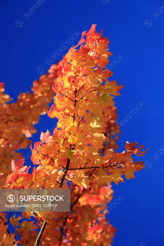 Maple twig in autumn