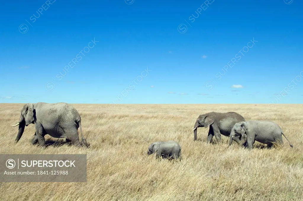Herd of elephants, Serengati National Park, Tanzania, Africa