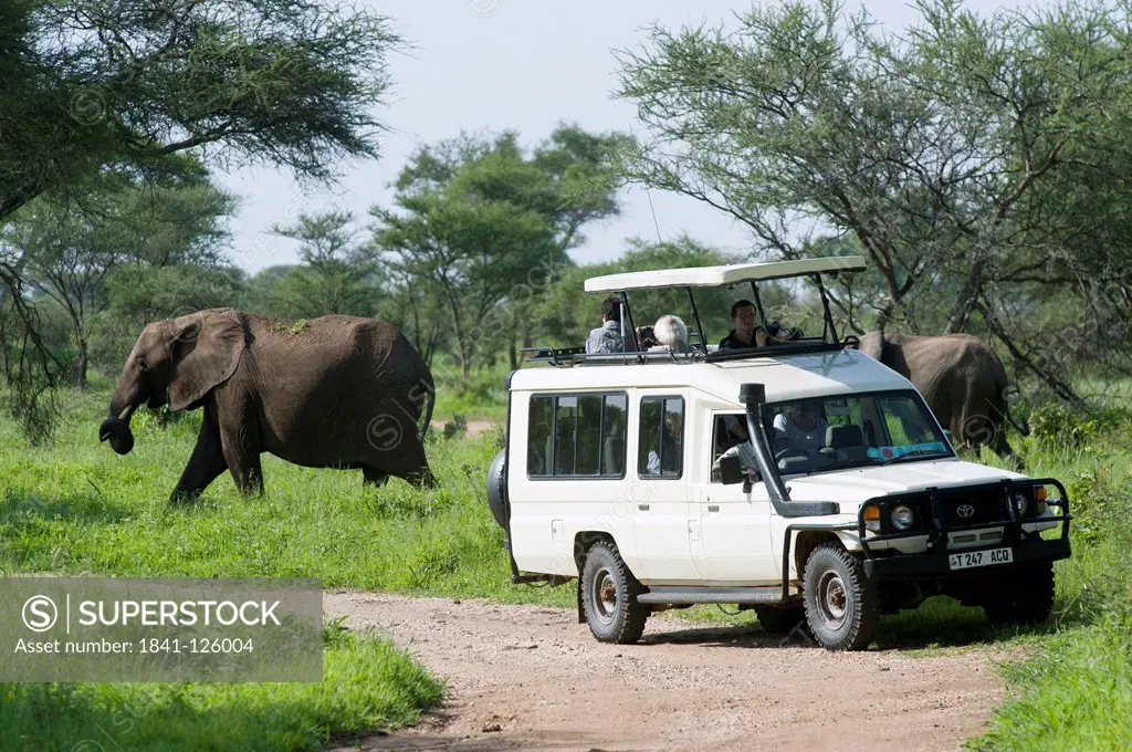 Tourists watching african elephants, Loxodonta africana, Tarangire National Park, Tanzania, Africa