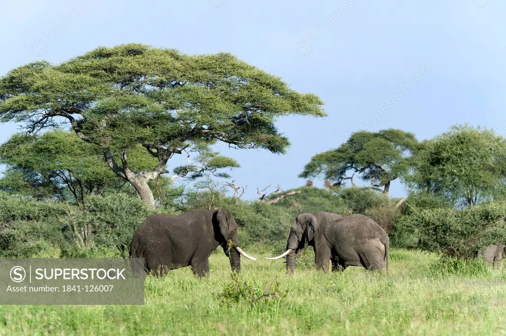 African elephant bulls, Loxodonta africana, Tarangire National Park, Tanzania, Africa