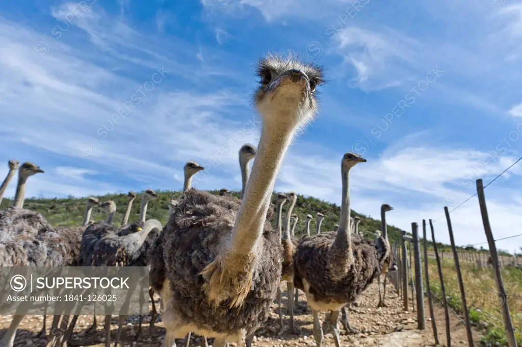 Ostrich farm, Oudtshoorn, Western Cape, South Africa, Africa