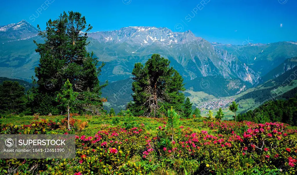 Nauders with alpine roses and Swiss pines, Nauders, Tyrol, Austria
