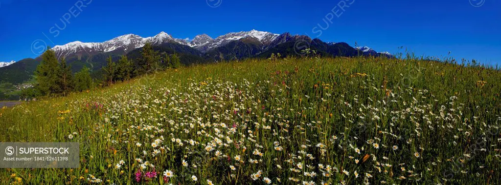 Flower meadow in Fiss at Glockturmkamm, Tyrol, Austria