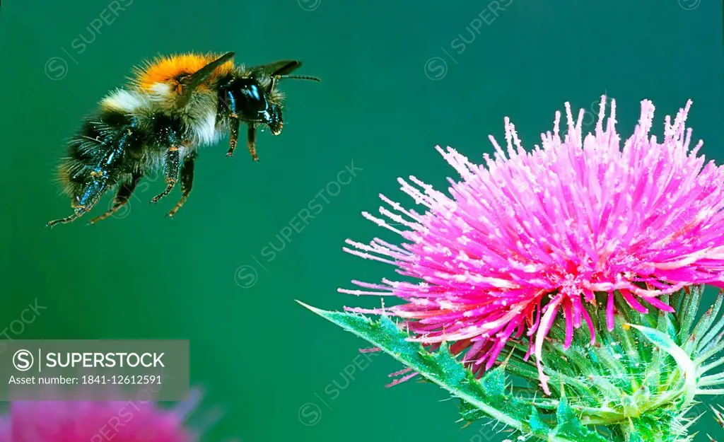 Bumblebee flying to thistle