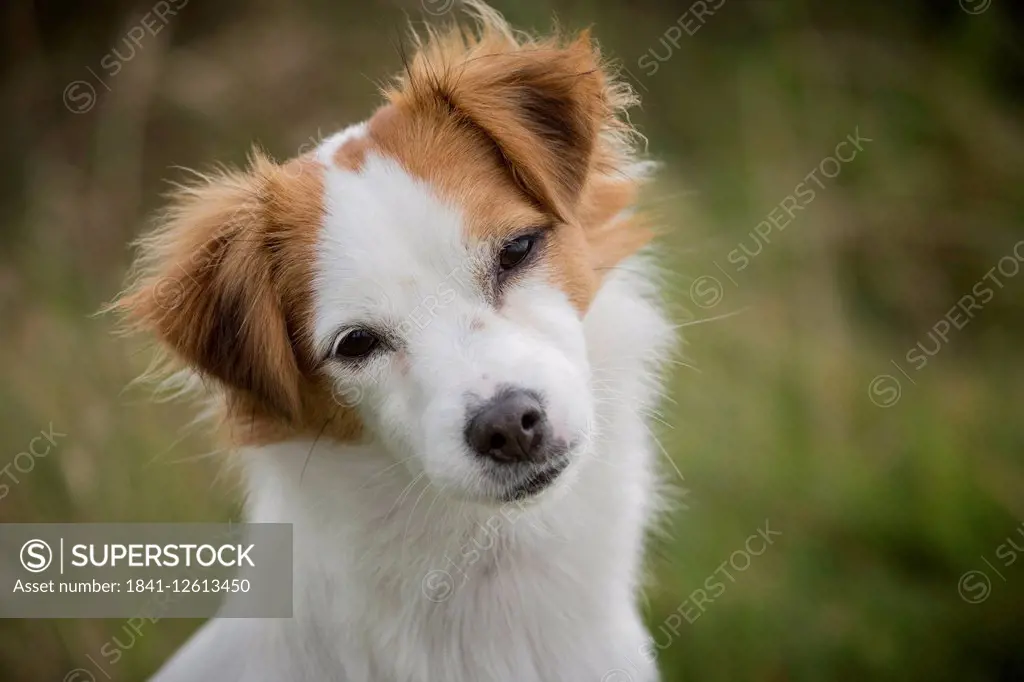 Portrait of female mongrel dog