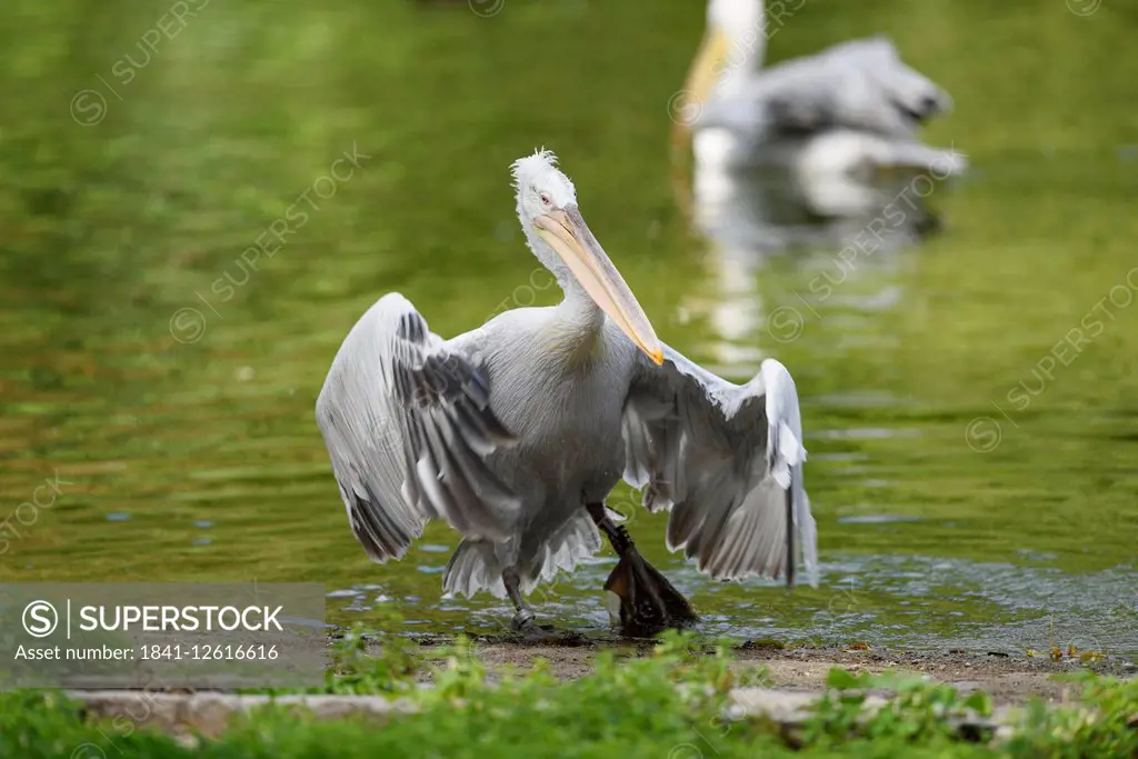 Great white pelican at lakeside