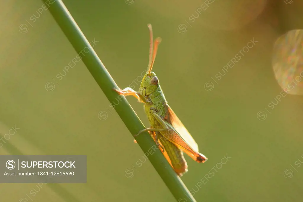 Meadow grasshopper on a grass stalk