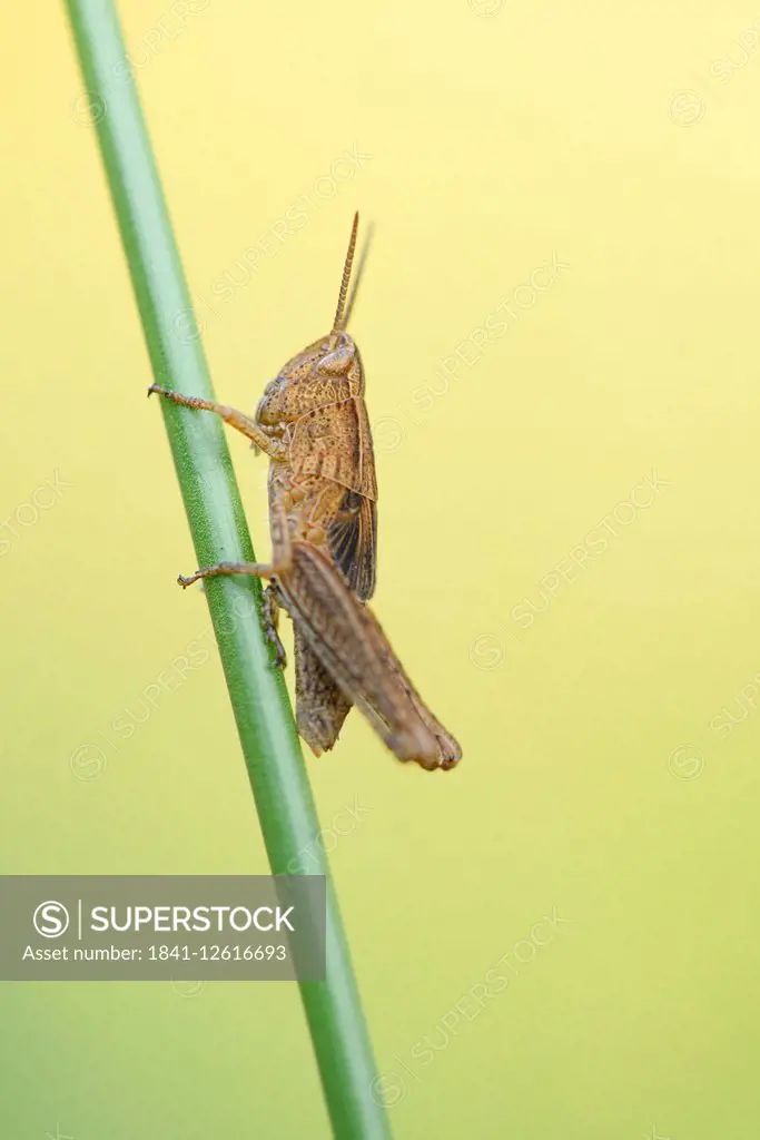 Rufous Grasshopper on a grass stalk