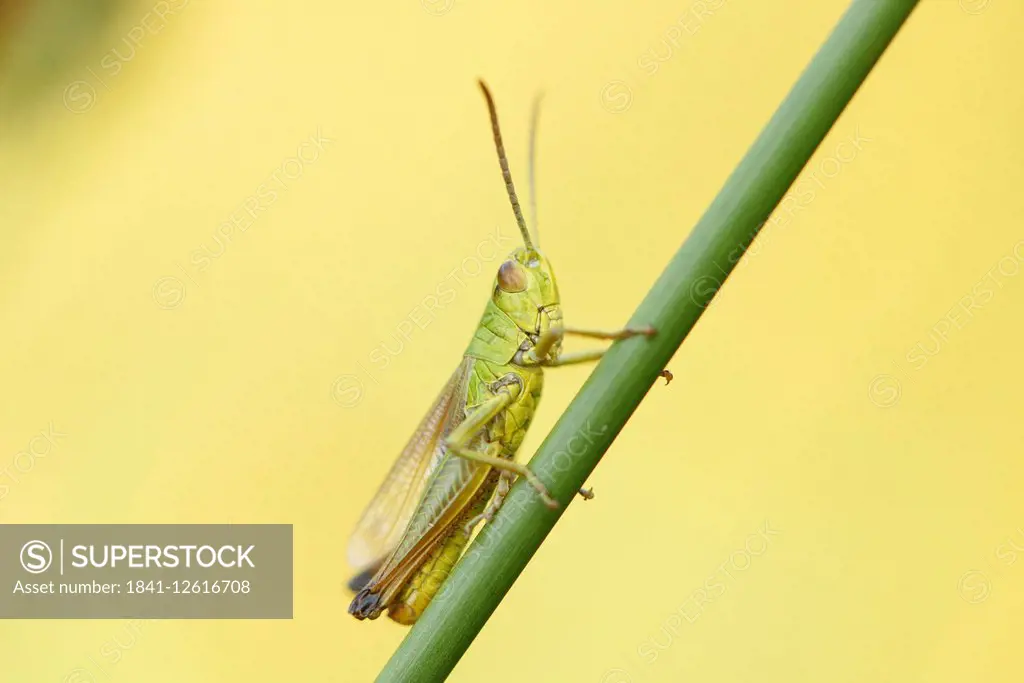 Meadow grasshopper on a grass stalk