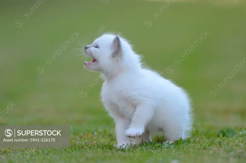Young Birman cat on lawn meowing