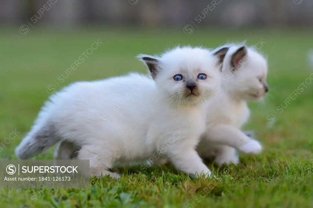 Two young Birman cats on lawn