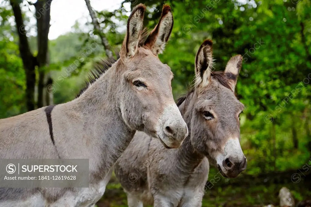 Two donkeys in forest, Le Saucet, Bretonvillers, Franche-Comte, France, Europe