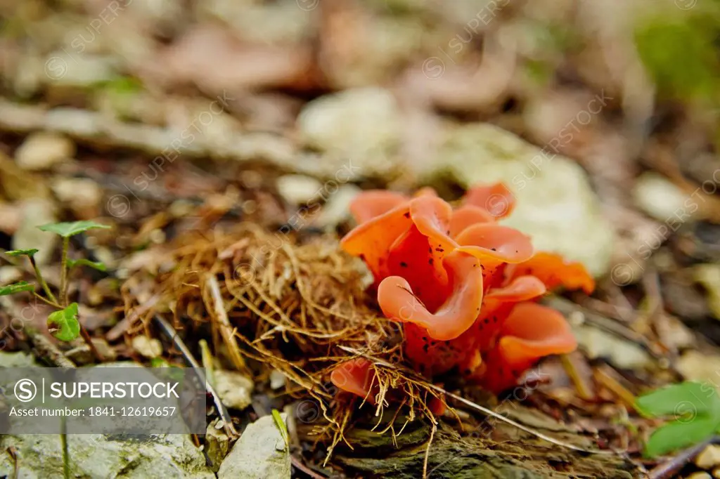 Fungi on forest floor, Le Saucet, Bretonvillers, Franke-Comte, France, Europe