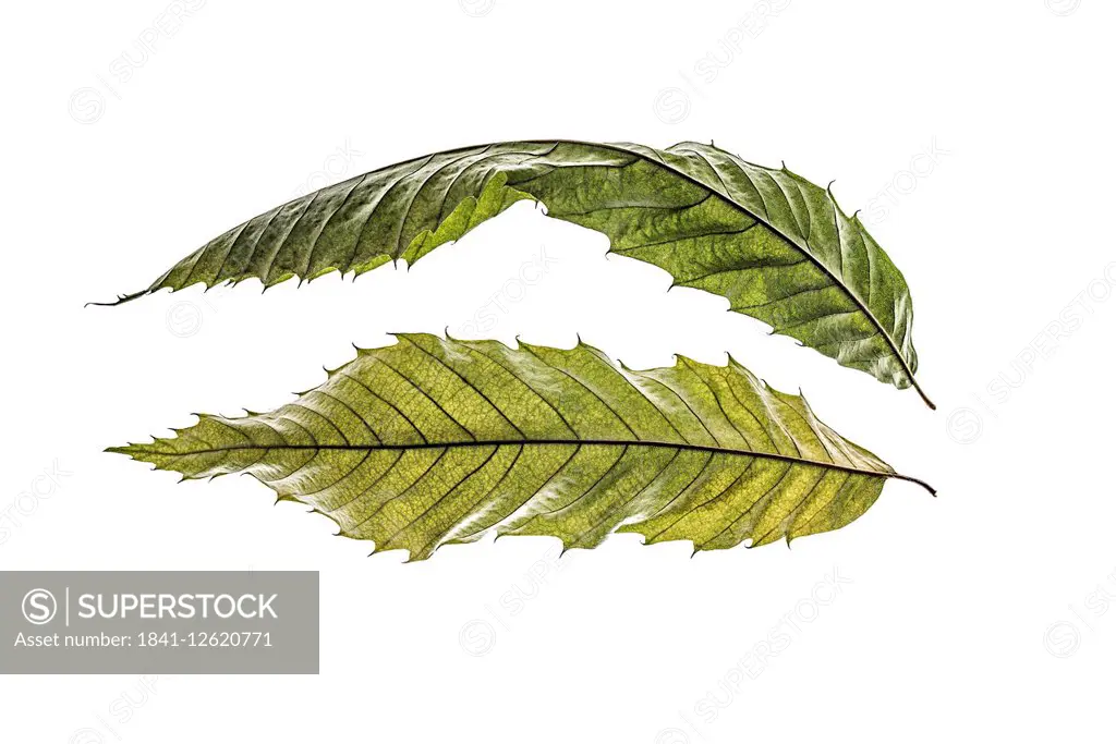 Two sweet chestnut leaves