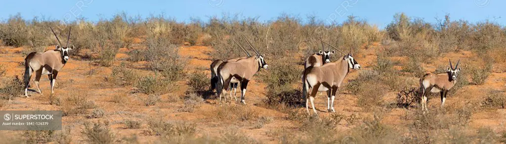 Spike buck, Oryx gazella, Kgalagadi Transfrontier Park, Northern Cape, South Africa, Africa