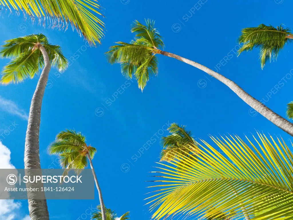 Palms at Playa Bavaro, Punta Cana, Dominican Republic, the Caribbean, America