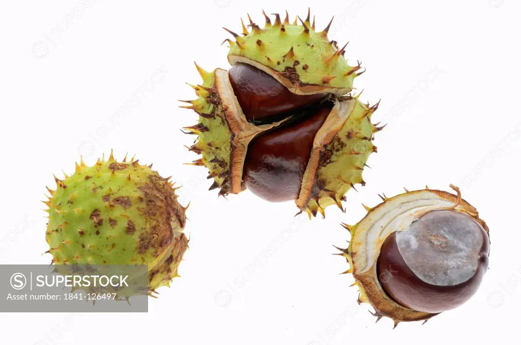 Three chestnuts with skin