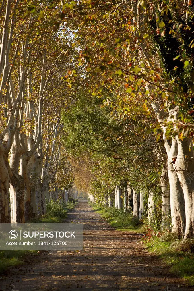 Plane tree avenue in autumn, Saint_Rémy_de_Provence, France