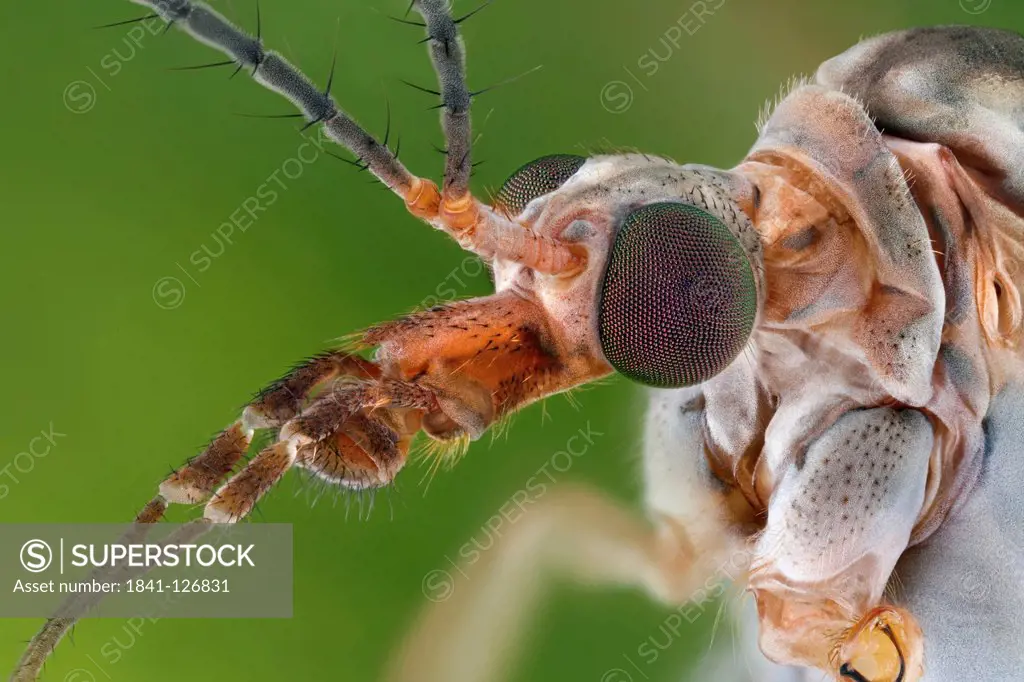 Head of a crane fly Tipula paludosa, extreme close_up