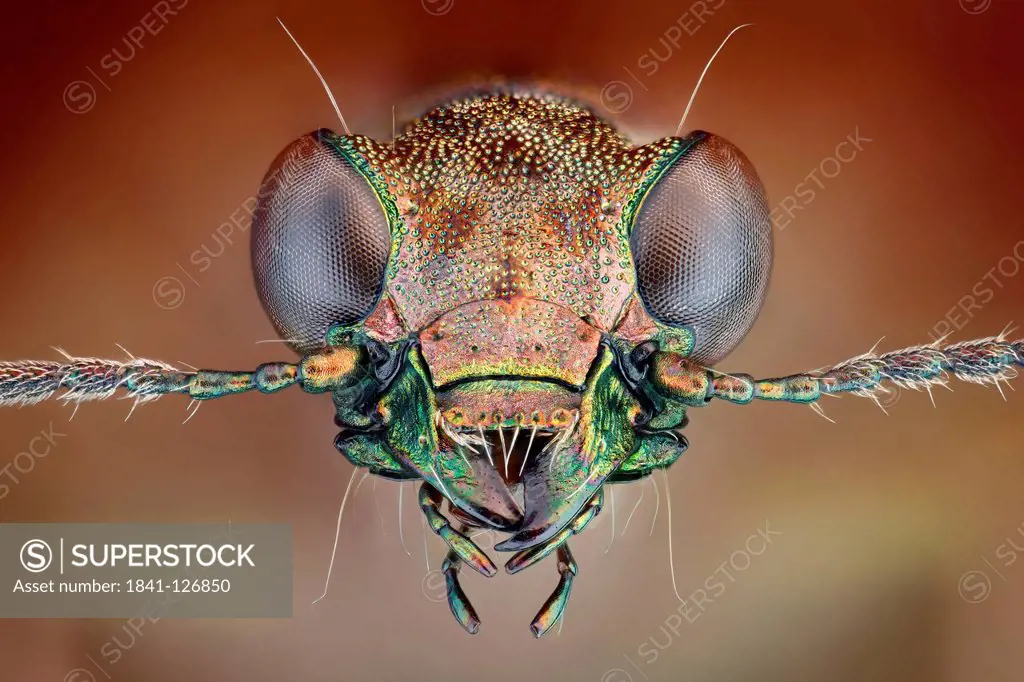 Head of a ground beetle Elaphrus, extreme close_up